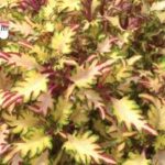 Coleus Under the Sea Monkey Apricot