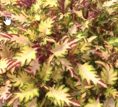 Coleus Under the Sea Monkey Apricot2