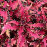 Coleus Under the Sea Pink Reef