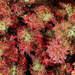 Coleus Under the Sea Red Coral