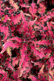 Coleus Under the Sea Pink Reef