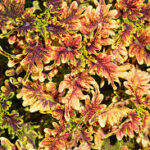 Coleus Under the Sea Under the Sea Coral Copper