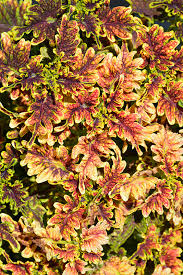 Coleus Under the Sea Under the Sea Coral Copper
