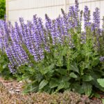 Salvia Color Spires Azure Snow