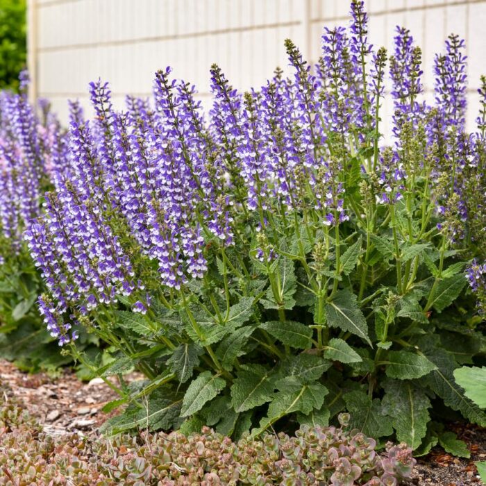 Salvia Color Spires Azure Snow