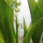 Convallaria majalis