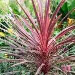 Cordyline Charlie Boy