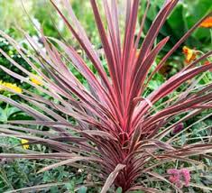 Cordyline Charlie Boy