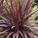 Cordyline Red Star