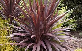 Cordyline Red Star