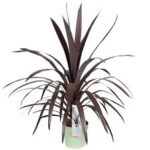 Cordyline Superstar