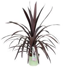 Cordyline obt Superstar