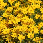 Coreopsis Golden Shower