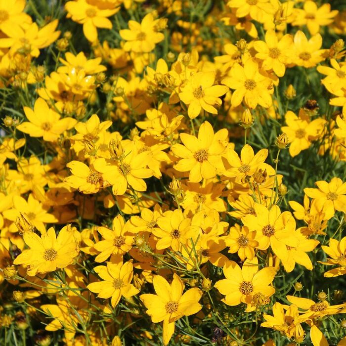 Coreopsis Golden Shower