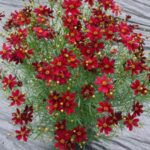 Coreopsis Red Satin