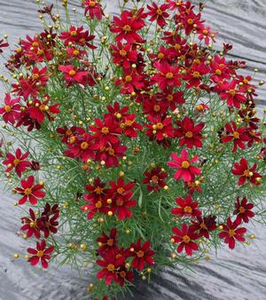 Coreopsis Red Satin