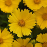 Coreopsis Uptick Gold