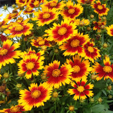 Coreopsis Uptick™ ‘Gold & Bronze’