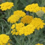 Achillea millefolium Coronation Gold