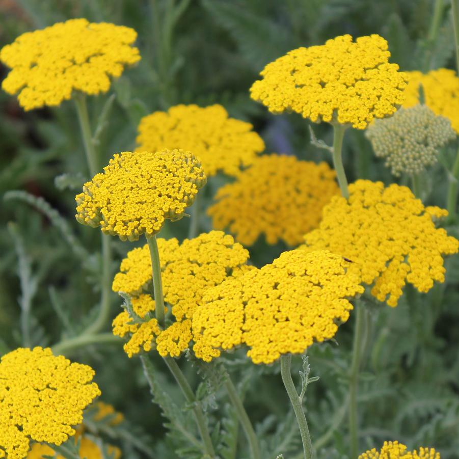 Coronation Gold