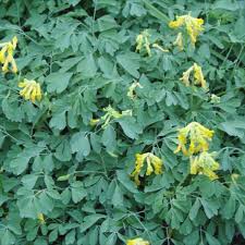 Corydalis lutea Yellow Bleeding Heart