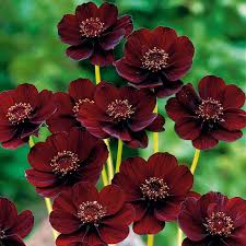 Cosmos Chocamocha