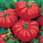 Tomato Heirloom Costoluto Genovese (Single)