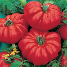 Costoluto Genovese