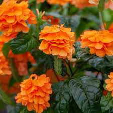 Crossandra Orange Marmalade