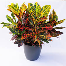 Croton Petra