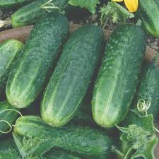 Cucumber Pickler Pickling Bush