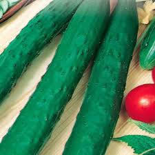 Cucumber Slicer Burpless 26