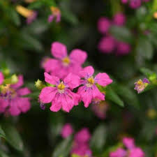 Cuphea Flori Glory Diana