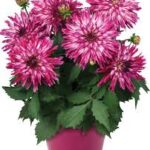 Dahlia Megaboom Berry Blast