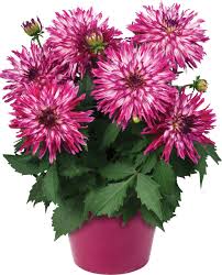 Dahlia Megaboom Berry Blast