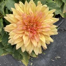 Dahlia Megaboom Orange Crush