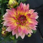 Dahlia Megaboom Passion Fruit