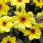 Dahlia Mystic Illusion