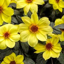 Dahlia Mystic Illusion