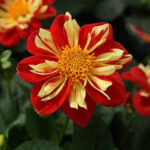 Dahlia Starsister Scarlet and Yellow