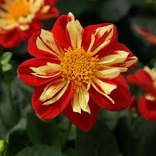 Dahlia Starsister Scarlet and Yellow