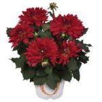 Dahlia XXL Cancun