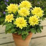 Dahlia XXL Durango