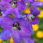Delphinium Dark Blue/Dark Bee