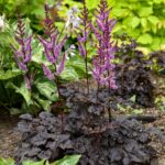 Astilbe Dark Side of the Moon