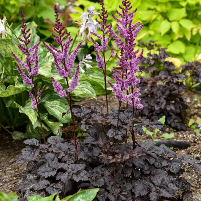 Astilbe Dark Side of the Moon