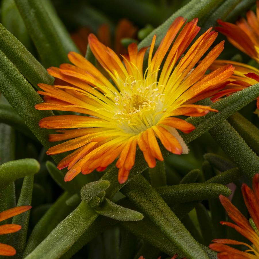 Delosperma Delmara Orange