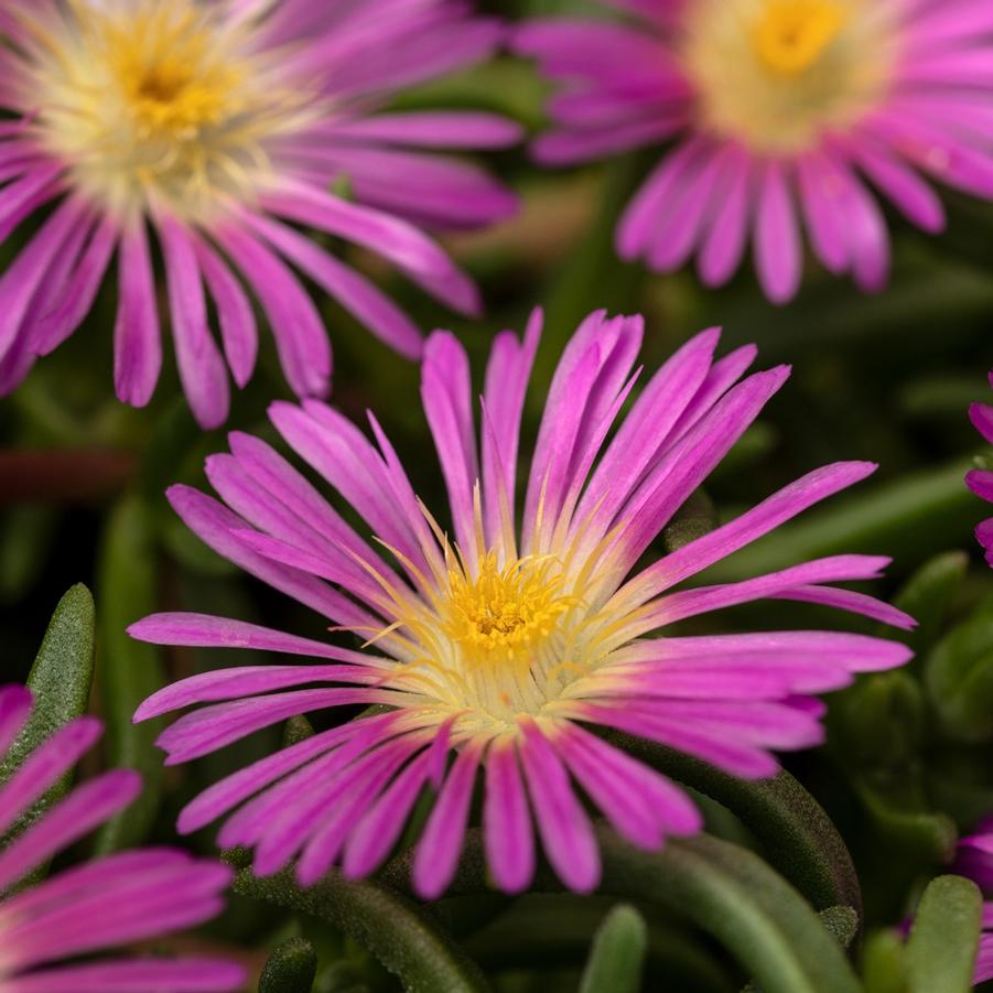Delosperma Delmara Pink