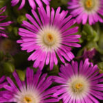 Delosperma Delmara Violet