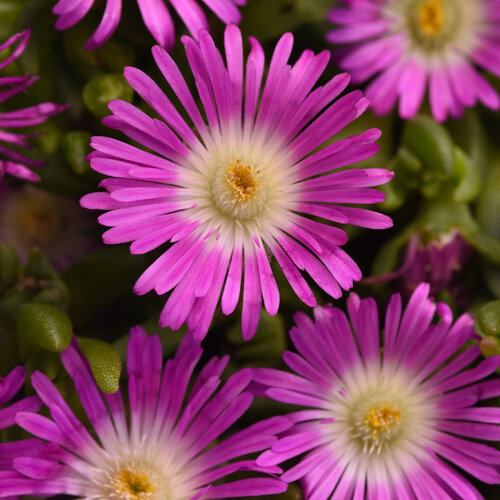 Delosperma Delmara Violet